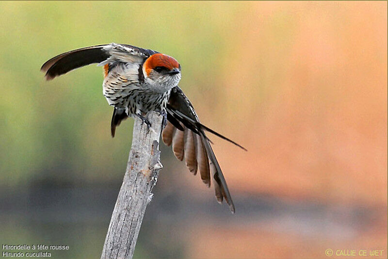 Greater Striped Swallow