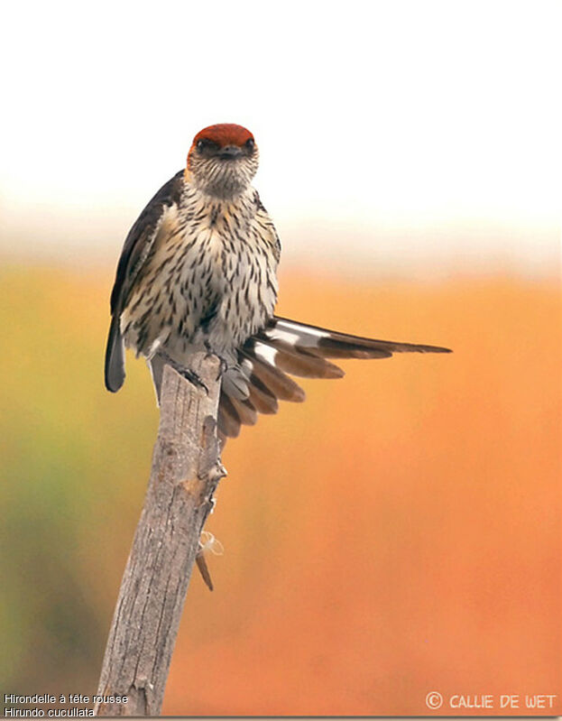 Hirondelle à tête rousse