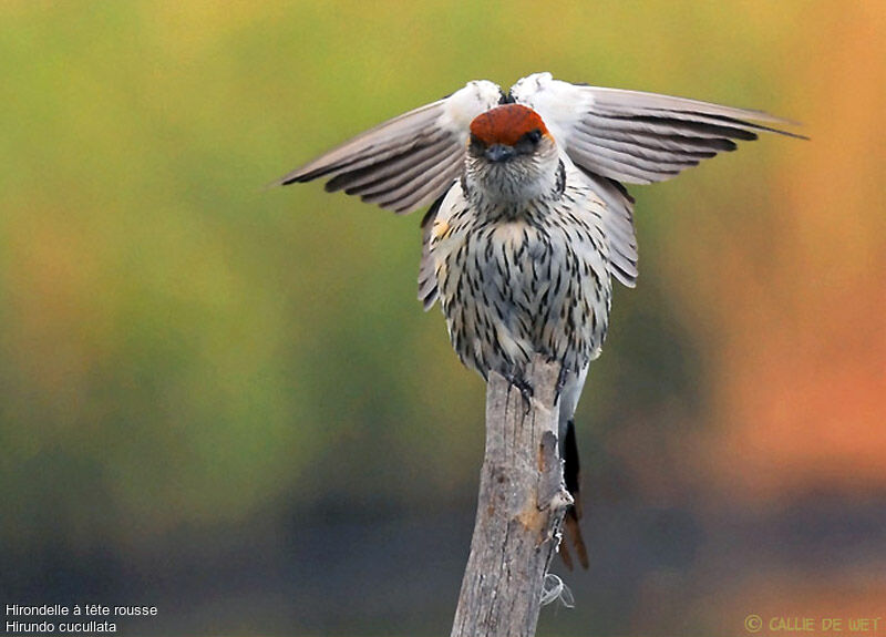 Greater Striped Swallow