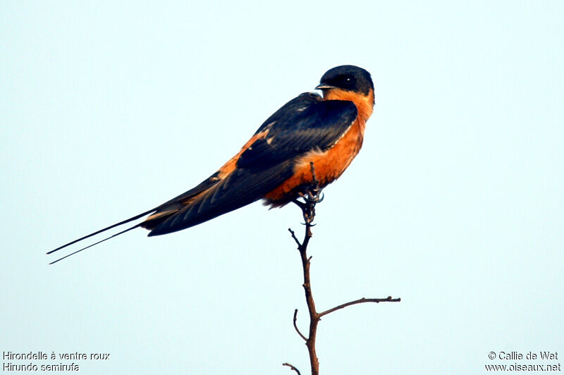 Red-breasted Swallow