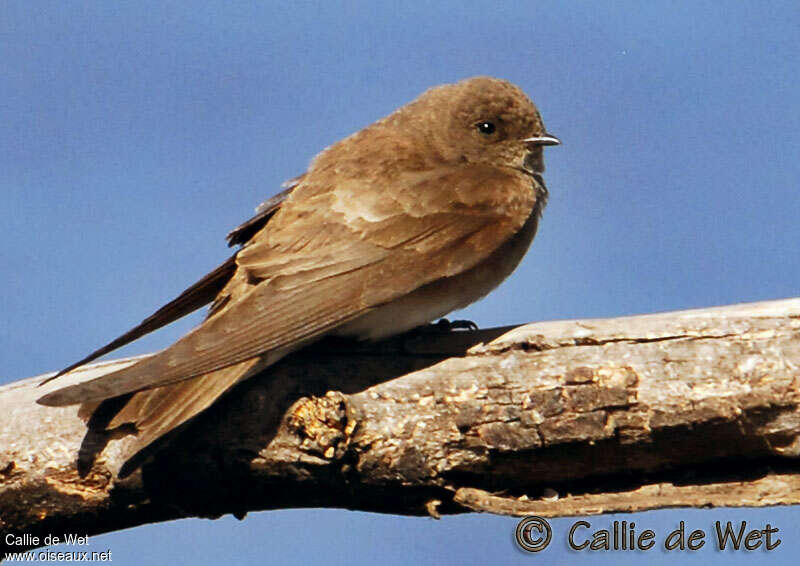 Hirondelle paludicole, pigmentation