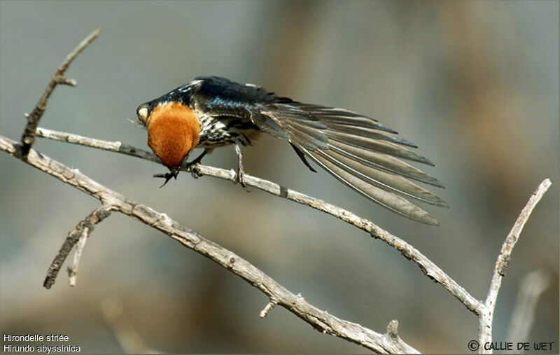 Hirondelle striée