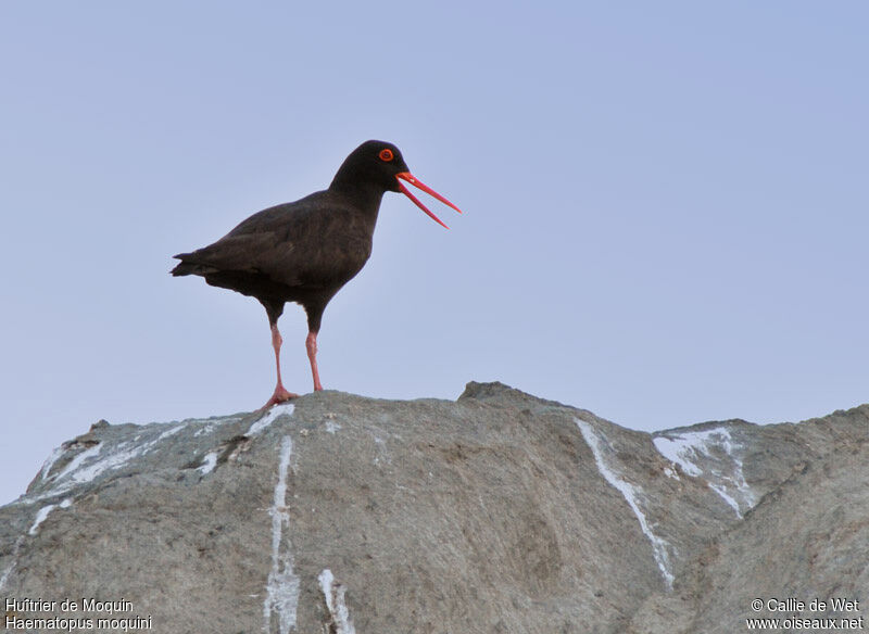 African Oystercatcheradult