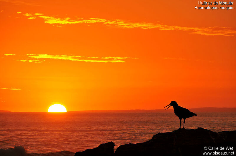 African Oystercatcher