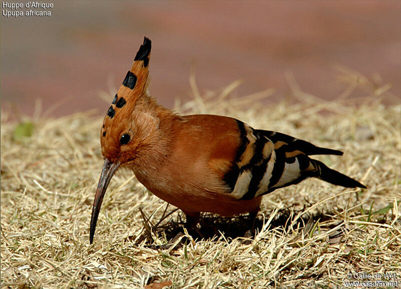 African Hoopoe