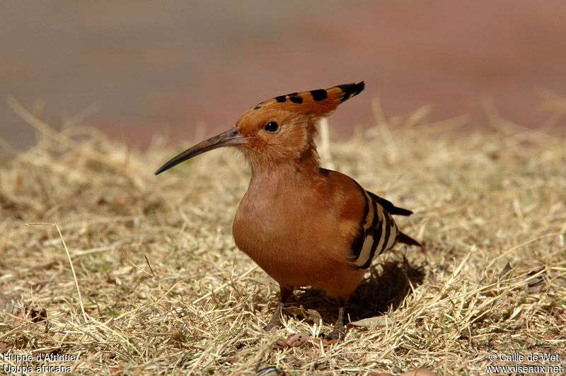 African Hoopoe