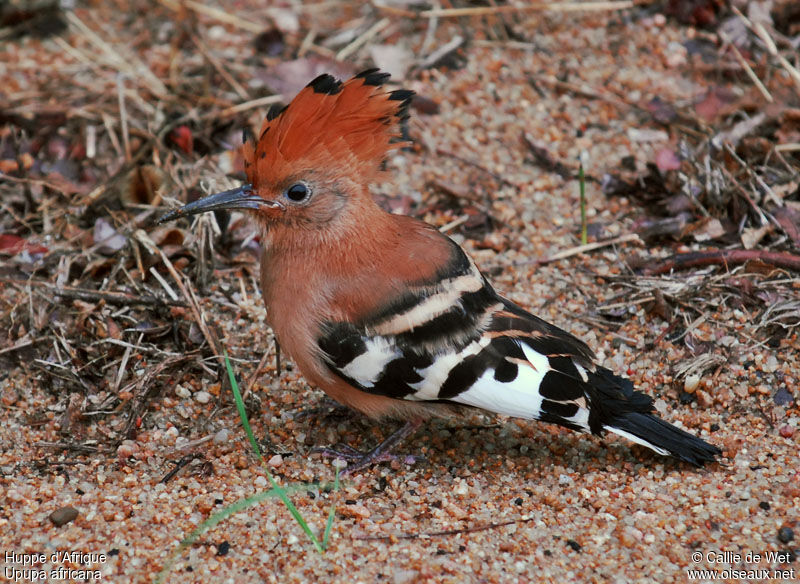 African Hoopoejuvenile