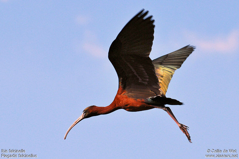 Ibis falcinelleadulte