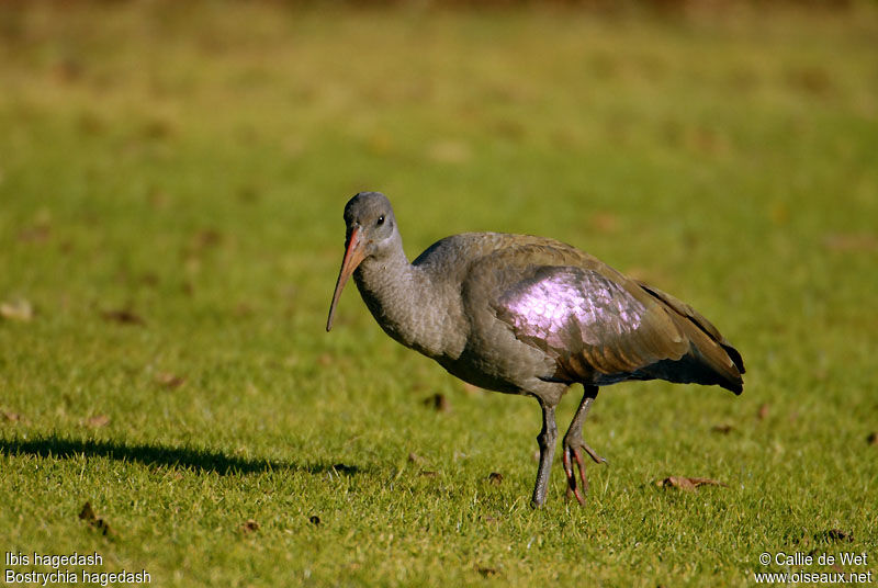 Hadada Ibis