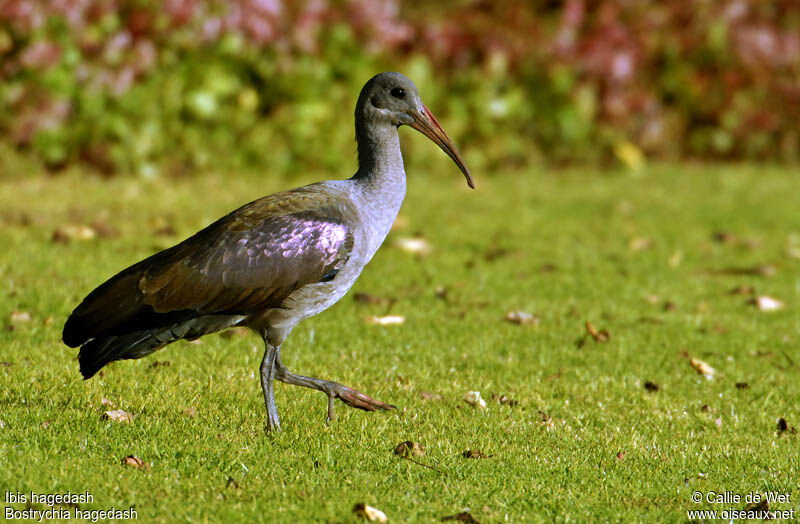 Hadada Ibis