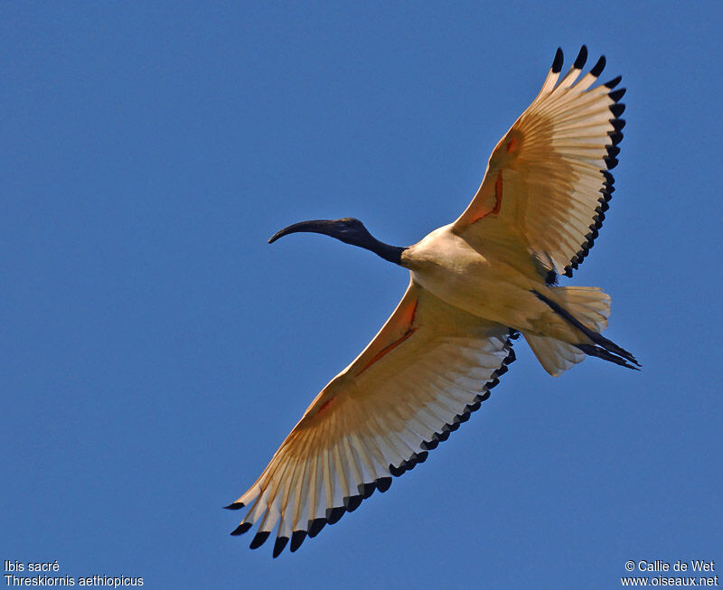 African Sacred Ibisadult breeding