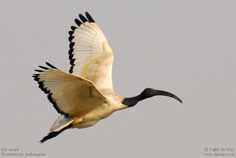 African Sacred Ibisadult breeding