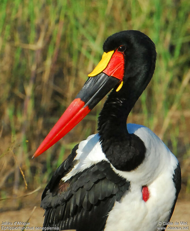 Jabiru d'Afrique mâle