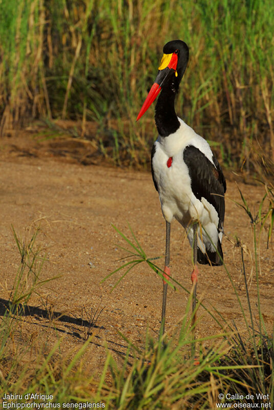 Jabiru d'Afrique mâle