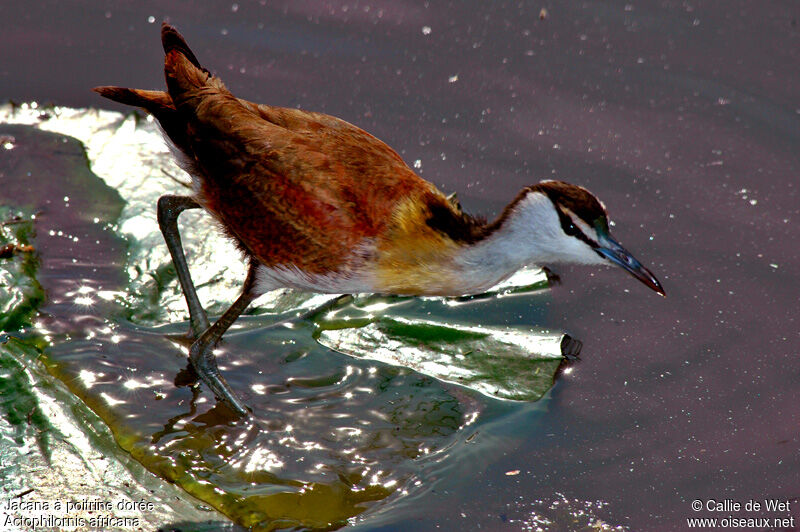 Jacana à poitrine doréejuvénile