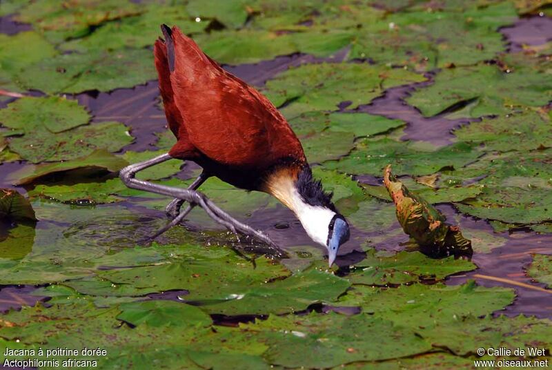 Jacana à poitrine doréeadulte