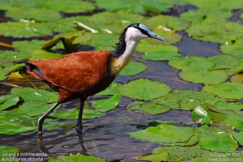 Jacana à poitrine doréeadulte