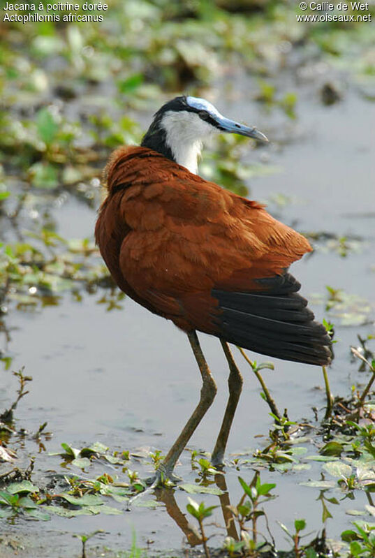 Jacana à poitrine doréeadulte