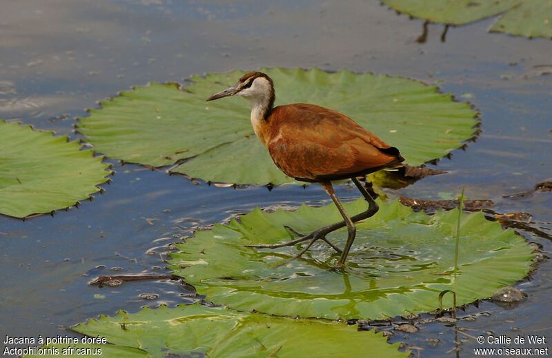 Jacana à poitrine doréejuvénile