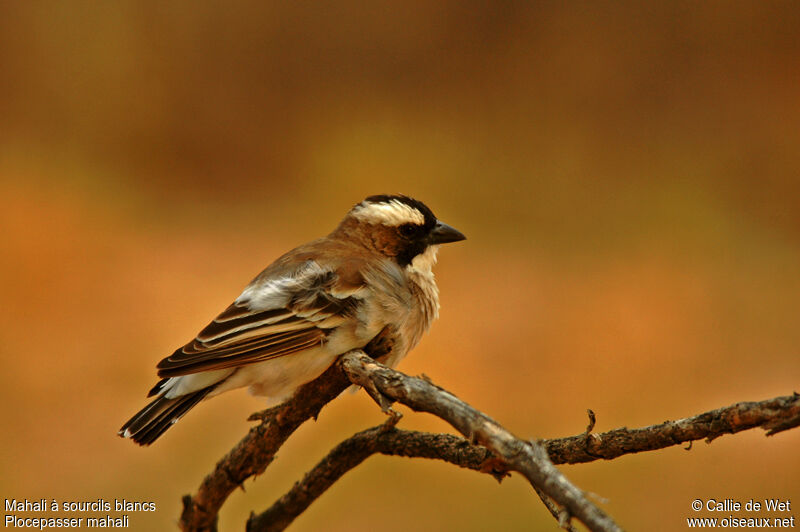 White-browed Sparrow-Weaver