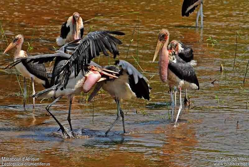 Marabou Stork