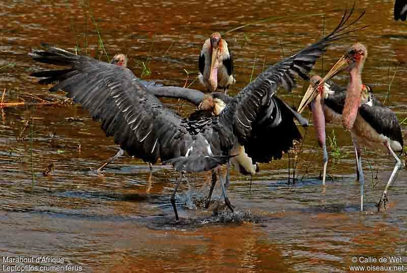 Marabou Stork