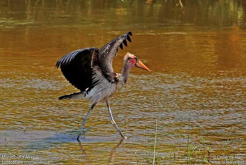 Marabou Storkjuvenile