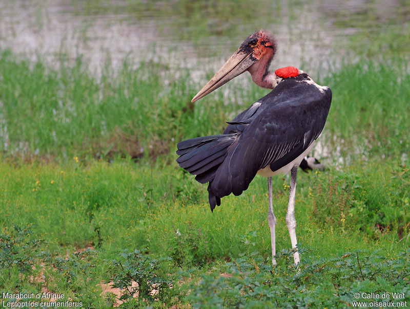 Marabou Storkjuvenile