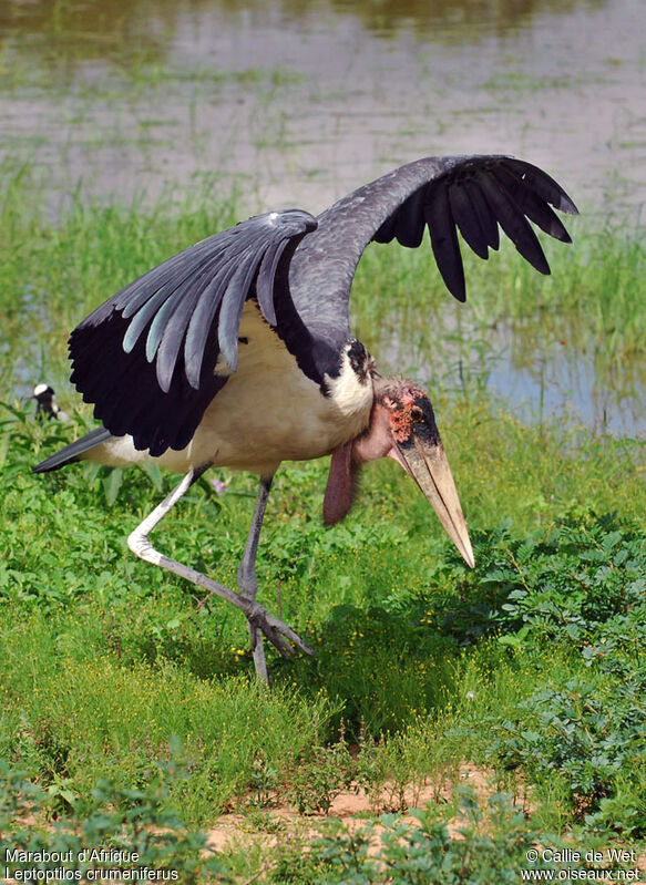 Marabou Storkadult