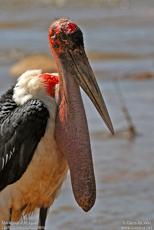 Marabou Storkadult