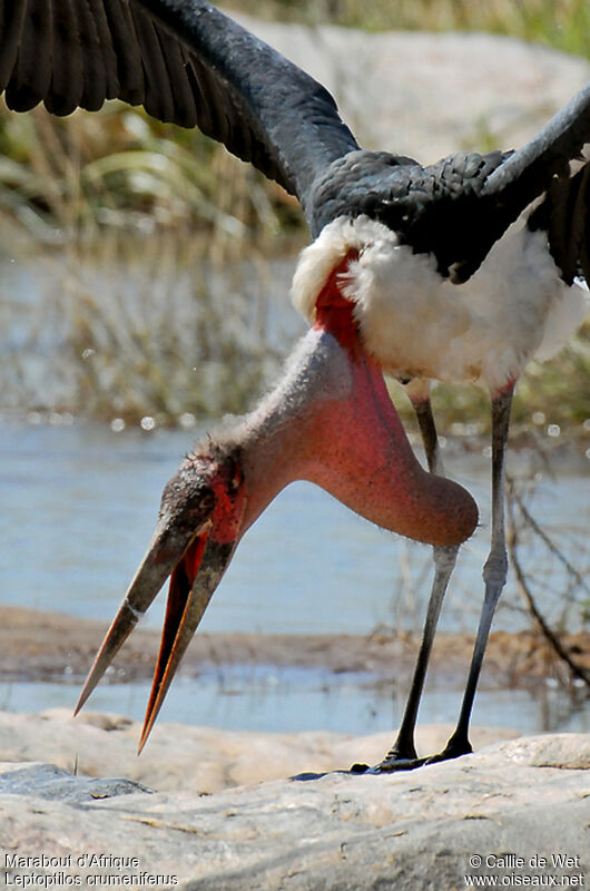 Marabou Storkadult