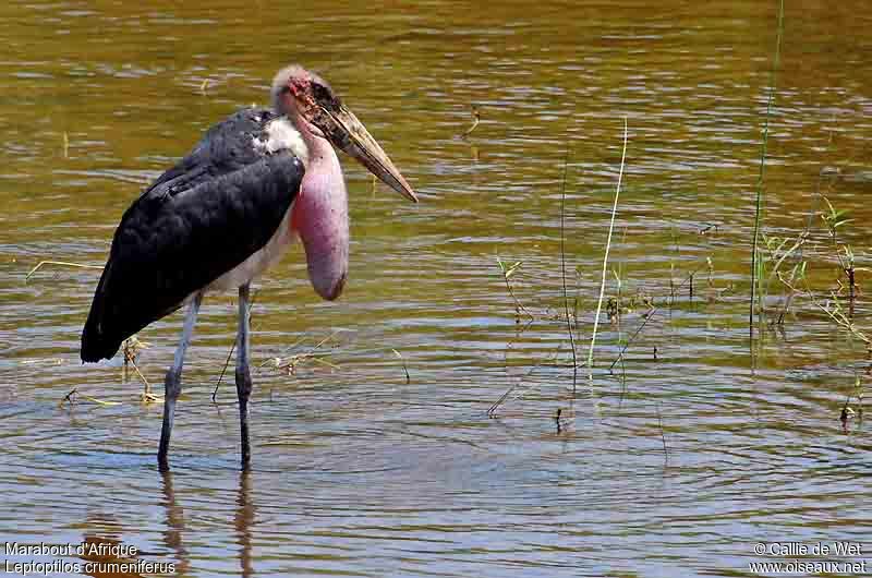 Marabou Storkjuvenile