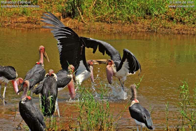 Marabou Stork