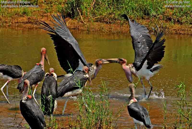 Marabou Stork