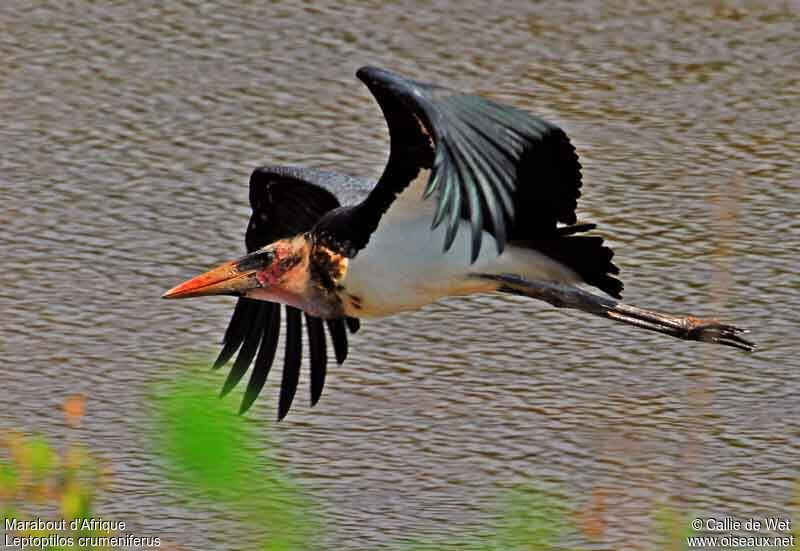 Marabou Storkjuvenile