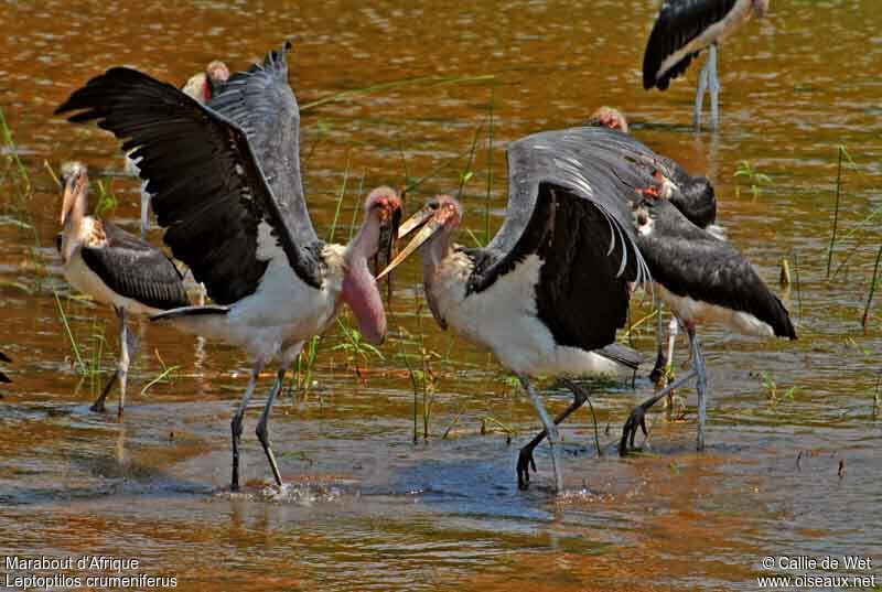 Marabou Stork