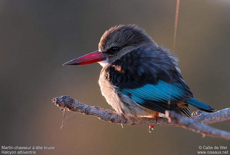 Brown-hooded Kingfisheradult