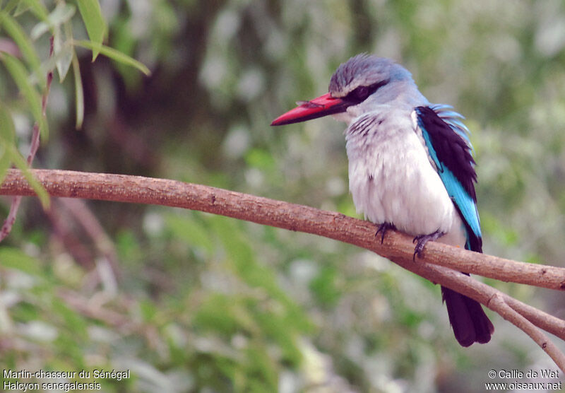 Woodland Kingfisheradult