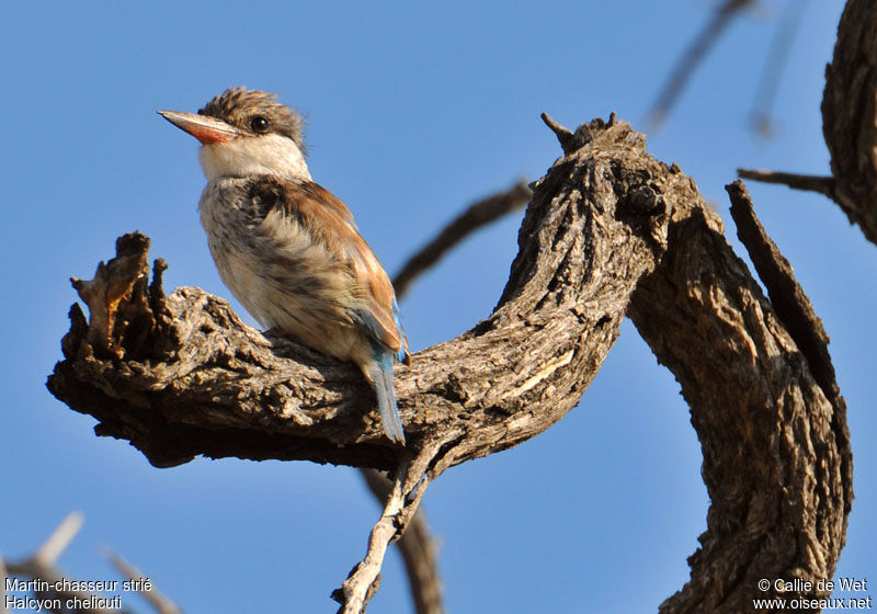 Striped Kingfisher male adult