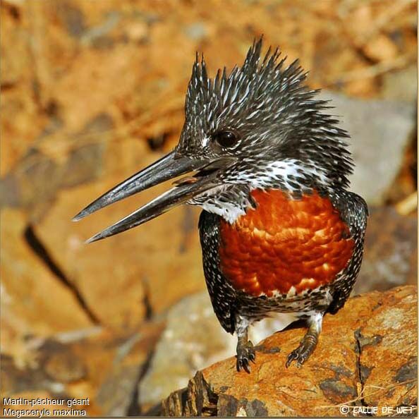 Giant Kingfisher male