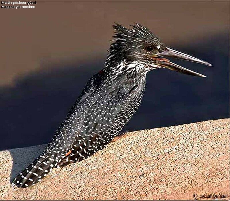 Giant Kingfisher male