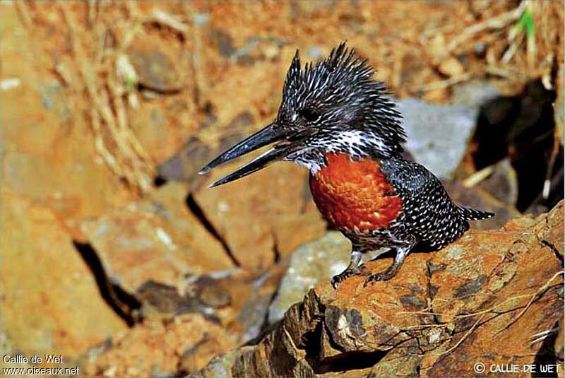 Martin-pêcheur géant mâle adulte, identification