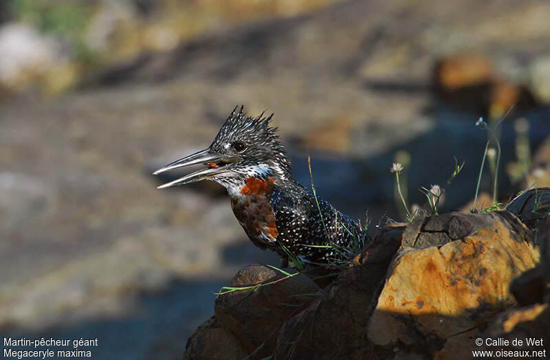 Giant Kingfisher male juvenile