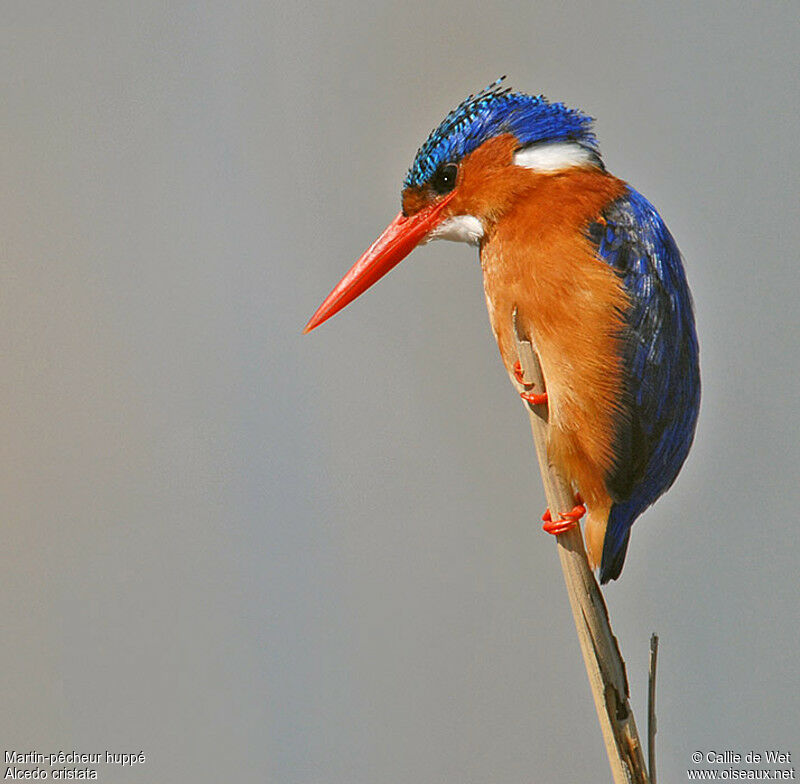 Malachite Kingfisheradult