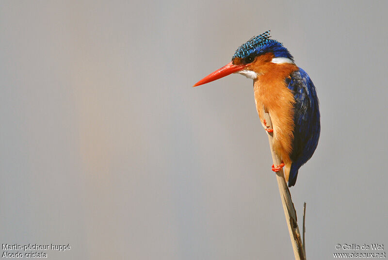 Malachite Kingfisheradult