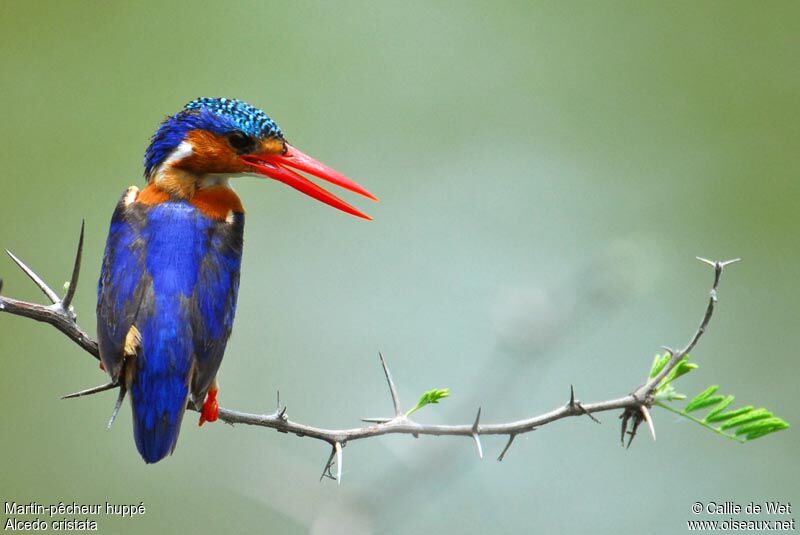 Malachite Kingfisherjuvenile