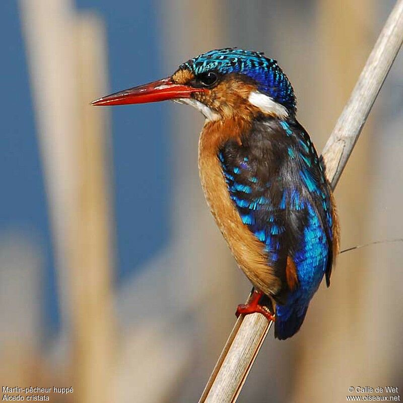 Malachite Kingfishersubadult