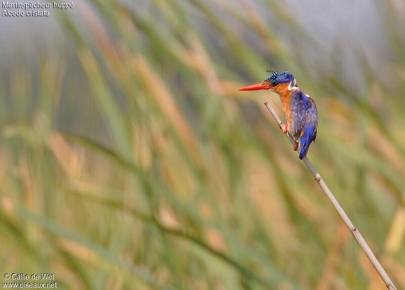 Malachite Kingfisheradult