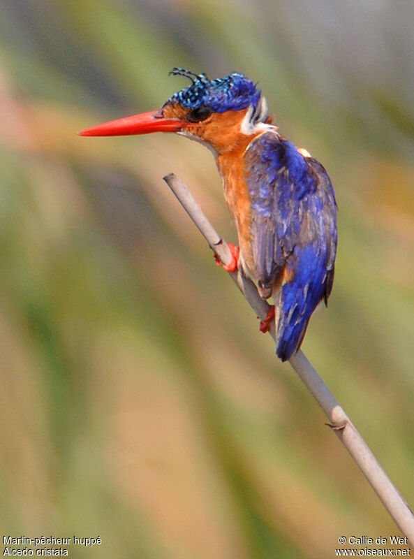 Malachite Kingfisheradult