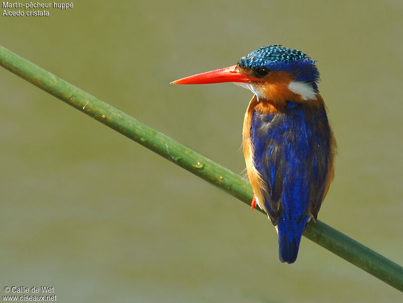 Malachite Kingfisher